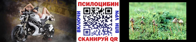 что такое   Алексин  Псилоцибиновые грибы Cubensis 